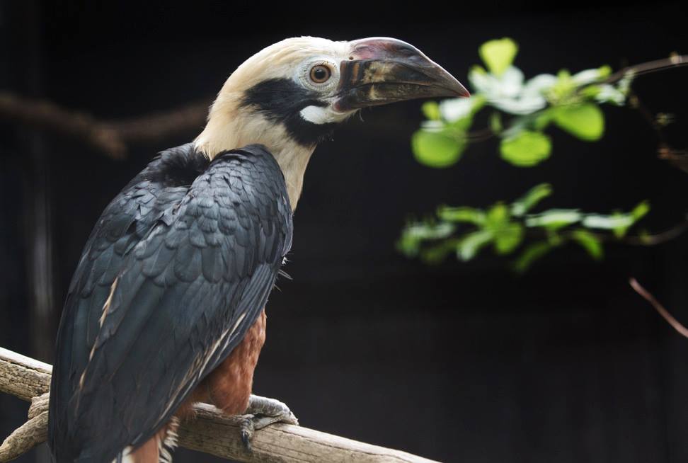 Zoborožec rýhozobý, foto (c) Tomáš Adamec, Zoo Praha